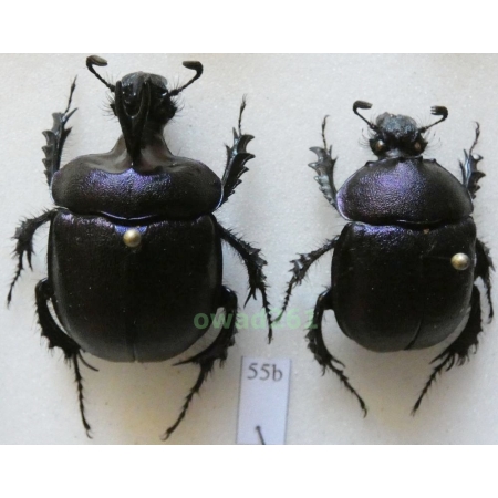 Enoplotrupes sharpi Jordan & Rothschild, 1893 pair 32mm Thailand55b